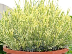 Lawenda pośrednia (Lavandula intermedia) Platinum Blonde zdjęcie 5