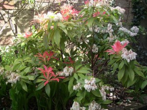 Pieris japoński (Pieris japonica) Forest Flame zdjęcie 6