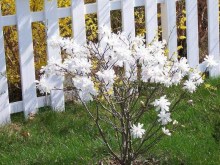 Magnolia gwiaździsta Royal Star  c3 zdjęcie 5