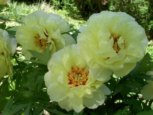 Piwonia drzewiasta (Paeonia suffruticosa) odm. chińska żółta zdjęcie 5