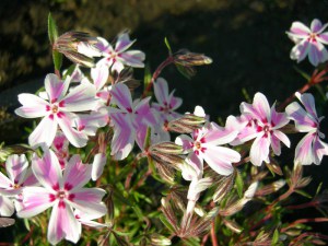 Floks szydlasty (Phlox subulata) Candy Stripes c1 zdjęcie 4