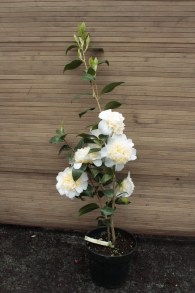 Kamelia japońska (Camellia japonica) Nobilissima c4 zdjęcie 6