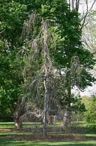 Buk pospolity (Fagus sylvatica) Purpurea Pendula c4 zdjęcie 6