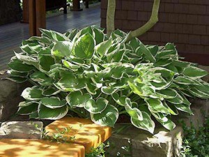 Funkia (Hosta) Francee sadzonka zdjęcie 5