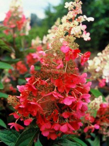 Hortensja bukietowa (Hydrangea) Pinky Winky c3 zdjęcie 5
