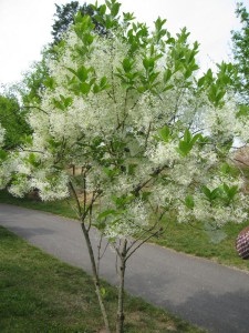 Śniegowiec wirginijski (Chionanthus virg.) śnieżne drzewo c3 zdjęcie 5