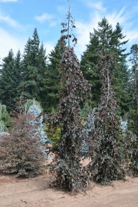Buk pospolity (Fagus sylvatica) Purple Fountain c4 zdjęcie 6