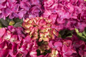 Hortensja ogrodowa (Hydrangea) Red Angel zdjęcie 5