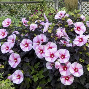 Hibiskus bylinowy (Hibiscus moscheutos) Starry Starry Night zdjęcie 5