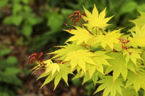 Klon Shirasawy (Acer shirasawum) Jordan c3 zdjęcie 5