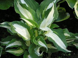 Funkia (Hosta) Night Before Christmas zdjęcie 4