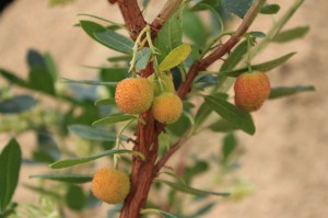 Drzewo truskawkowe (Arbutus unedo) Compactus zdjęcie 6