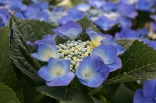 Hortensja ogrodowa (Hydrangea) Blaumeise zdjęcie 6
