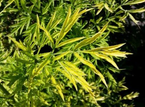 Bez czarny (Sambucus nigra) Golden Tower c3 zdjęcie 6