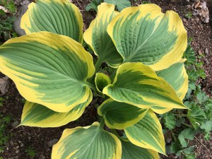 Funkia (Hosta) Liberty zdjęcie 5