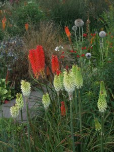 Trytoma (Kniphofia) Ice Queen zdjęcie 3