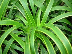 Liriope szafirkowe (Liriope muskari) Gold Banded zdjęcie 2