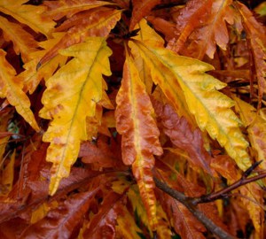 Buk pospolity (Fagus sylvatica) Asplenifolia c4 zdjęcie 6