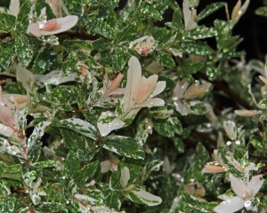 Wierzba (Salix integra) Hakuro Nishiki c3 zdjęcie 5