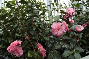 Kamelia japońska (Camellia japonica) Mrs Tingley zdjęcie 5