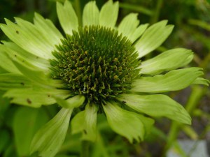 Jeżówka purpurowa (Echinacea) Green Jewel zdjęcie 4