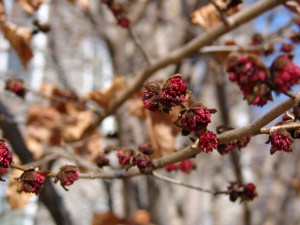 Parocja perska (Parrotia persica) Vanessa c3 zdjęcie 6