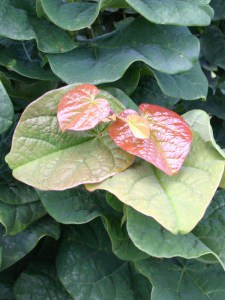 Judaszowiec kanadyjski (Cercis canadensis) Little Woody c3 zdjęcie 6