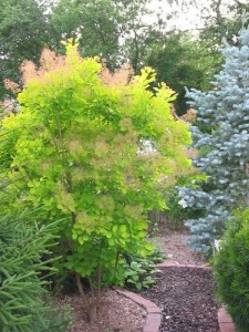 'Perukowiec podolski (Cotinus coggygria) Golden Spirit zdjęcie 5' Perukowiec podolski (Cotinus coggygria) Golden Spirit zdjęcie 5