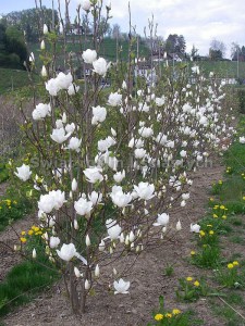 Magnolia pośrednia (Magnolia soulangeana) Alba Superba c12 zdjęcie 5