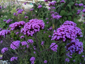 Werbena patagońska (Verbena bonariensis) zdjęcie 5