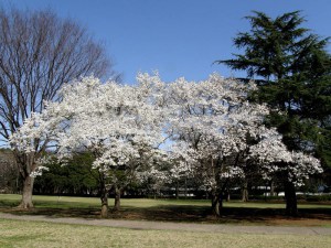Magnolia japońska (Magnolia kobus) c2 zdjęcie 5