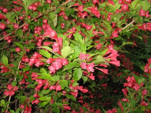 Krzewuszka (Weigela) Red Princes c2 zdjęcie 6
