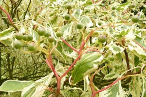 Dereń pagodowy (Cornus controversa) Variegata c4 zdjęcie 5