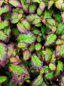 Parocja perska (Parrotia persica) Persian Spire zdjęcie 6