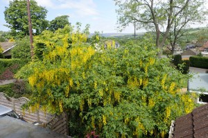 Złotokap Waterera (Laburnum watereri) Vossii c5 zdjęcie 6