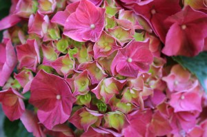 Hortensja ogrodowa (Hydrangea) Glowing Embers c2 zdjęcie 6