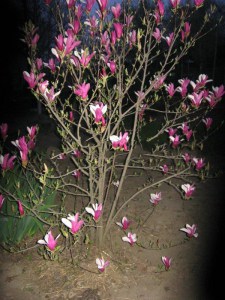 Magnolia George Henry Kern c4 zdjęcie 6