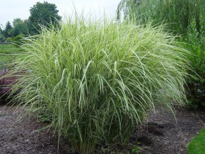 Miskant chiński (Miscanthus chinensis) Variegatus zdjęcie 6