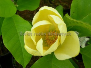 Magnolia brooklińska (Magnolia brooklynensis) Yellow Bird c12 zdjęcie 6