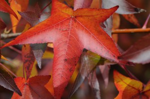 Ambrowiec amerykański (Liquidambar) Worplesdon c4 zdjęcie 6