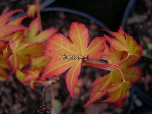 Klon palmowy szczepiony (Acer) Katsura c3 zdjęcie 6