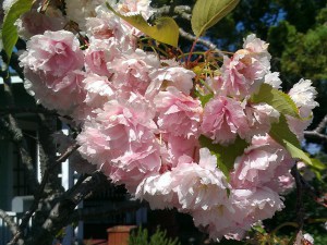 Wiśnia piłkowana (Prunus serrulata) Kanzan c1,5 zddjęcie 6