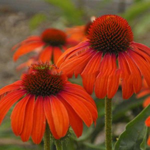 Jeżówka purpurowa (Echinacea) Julia zdjęcie 1