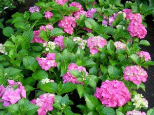 Hortensja ogrodowa (Hydrangea macrophylla) Masja zdjęcie 6