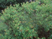 Guzikowiec (Cephalanthus occidentalis) c2 zdjęcie 5