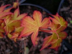 'Klon palmowy (Acer) Katsura c3 zdjęcie 6' Klon palmowy (Acer) Katsura c3 zdjęcie 6