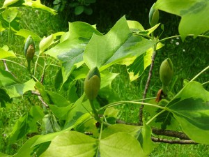 Tulipanowiec amerykański (Lirodendron tulipifera) Aureomarginatum c4 zdjęcie 6