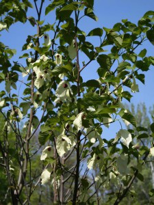 Dawidia chińska (Davidia involucrata) zdjęcie 5