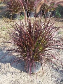 Rozplenica szczotkowata (Pennisetum sataceum) Rubrum zdjęcie 6