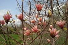 Magnolia Honey Tulip c5 zdjęcie 1